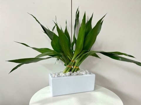 Bambu da sorte barca grande - comprar online