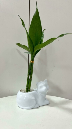 Bambu da sorte gatinho - comprar online