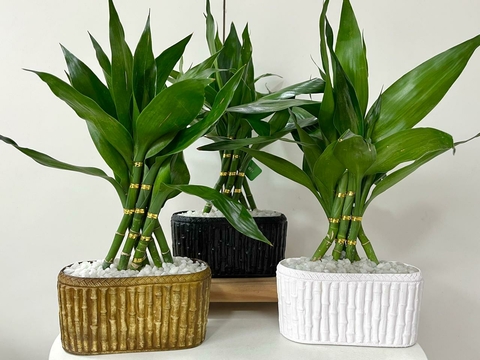 Bambu da sorte rústico - comprar online