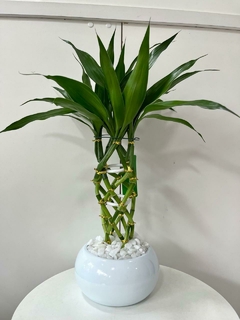 Bambu da sorte trançado - comprar online