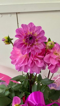 Dália Cor-de-Rosa na internet