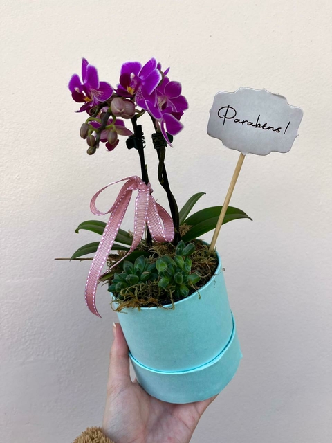 Box PP Micro Orquídea + Micro Suculenta - comprar online