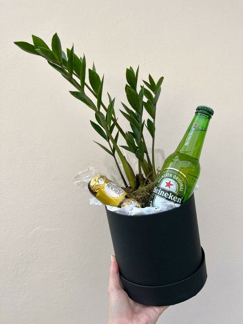 Box M Zamioculca + Cerveja e Chocolates - comprar online