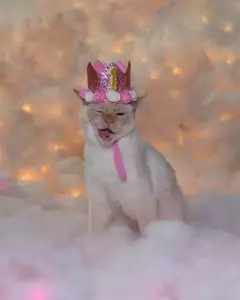 Crown Hat com cola pontos para animais de estimação na internet