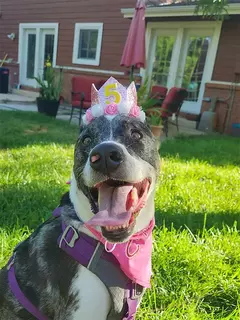 Crown Hat com cola pontos para animais de estimação - loja online