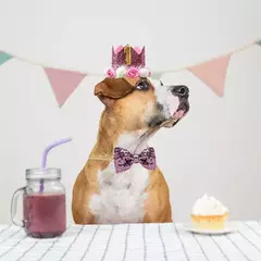 Crown Hat com cola pontos para animais de estimação na internet