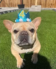 Crown Hat com cola pontos para animais de estimação - Criativa Ponto de Negócios