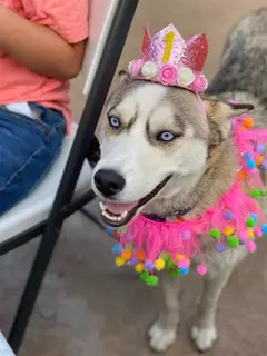 Crown Hat com cola pontos para animais de estimação - comprar online