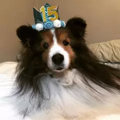 Crown Hat com cola pontos para animais de estimação - Criativa Ponto de Negócios
