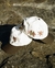 'Flowers' Cap na internet