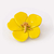 Flor Jarilla del Monte Mendoza