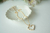 Collar Beau en internet