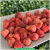 Kit Trio Snacks | Mais Vendido - loja online