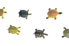 Mini tortugas de Plástico coleccion x 12 - tienda online