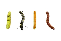 Orugas Gusanos de Plástico x 12 coleccion en internet