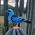 Pássaro-Saí-Azul na internet