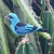 Pássaro-Saí-Azul - Artesanato pássaro caparaó