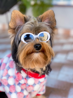 Óculos pet “Kurt Cobain” oval - comprar online