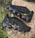 Nike VaporMax Plus Importado - loja online