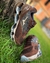 Mizuno Prophecy LS Nacional Intermediário