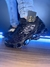 Mizuno Prophecy 9 Nacional Premium - DN Multimarcas