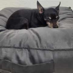 Cama Almofada Pet Cinza Escuro Vivi For Pets - comprar online