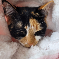 Manta Pet Rosa Bebê e Branco Vivi For Pets na internet