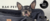 Carrusel Vivi For Pets