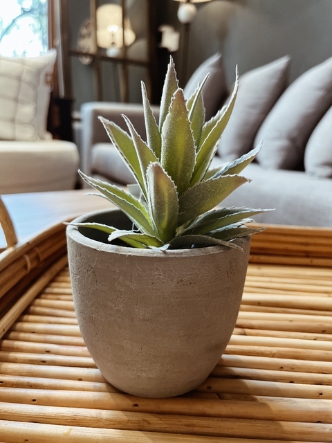 SUCULENTA EN MACETA CEMENTO