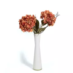 HORTENSIA VARA