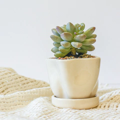 MACETA MINI IRREGULAR - tienda online