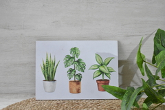 Cuadro para colgar plantas - (dos tamaños) - comprar online
