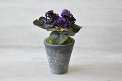Viola, maceta cemento