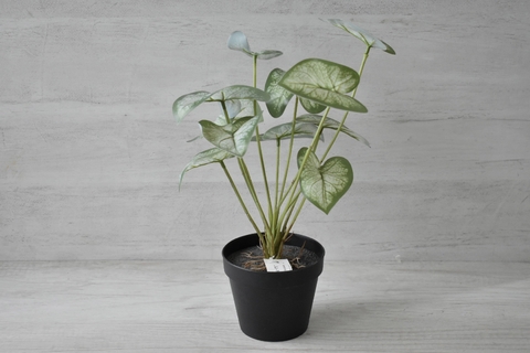 Alocasia artificial