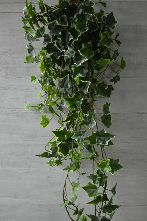 Hiedra colgante