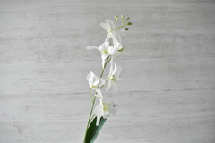 Vara de orquídea