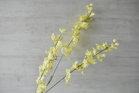 Orquídeas amarillas