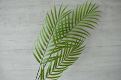 Rama palmera