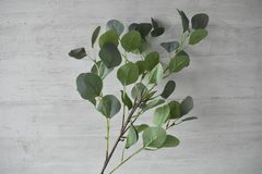 Vara eucalipto verde