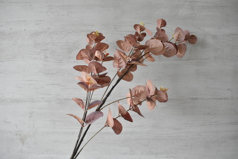 Vara eucalipto marron