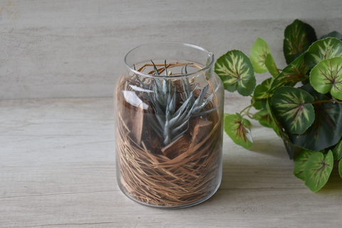 Suculentas deco en frasco