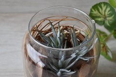 Suculentas deco en frasco - comprar online