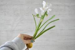 Flor de iris