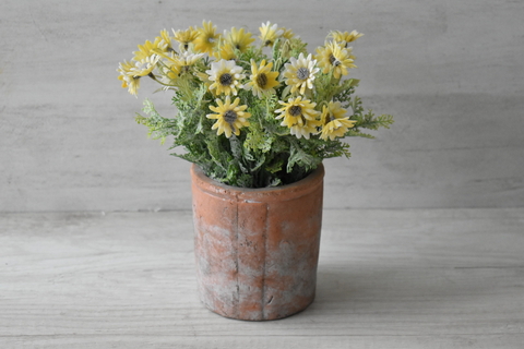 Margaritas en maceta terracota