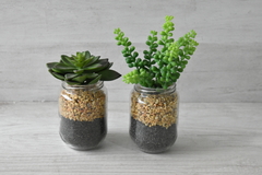 Suculentas decorativas