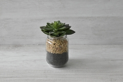 Suculentas decorativas - comprar online