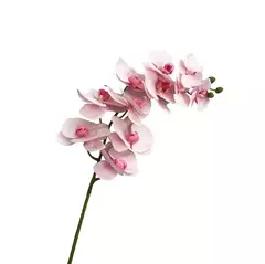Vara orquidea premium en internet
