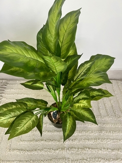 PLANTA DIEFENBACHIA 63CM. - Regalería GiCe