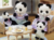 Família Dos Pandas Graciosos - Sylvanian Families na internet