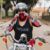 Manguito Harley Davidson - loja online
